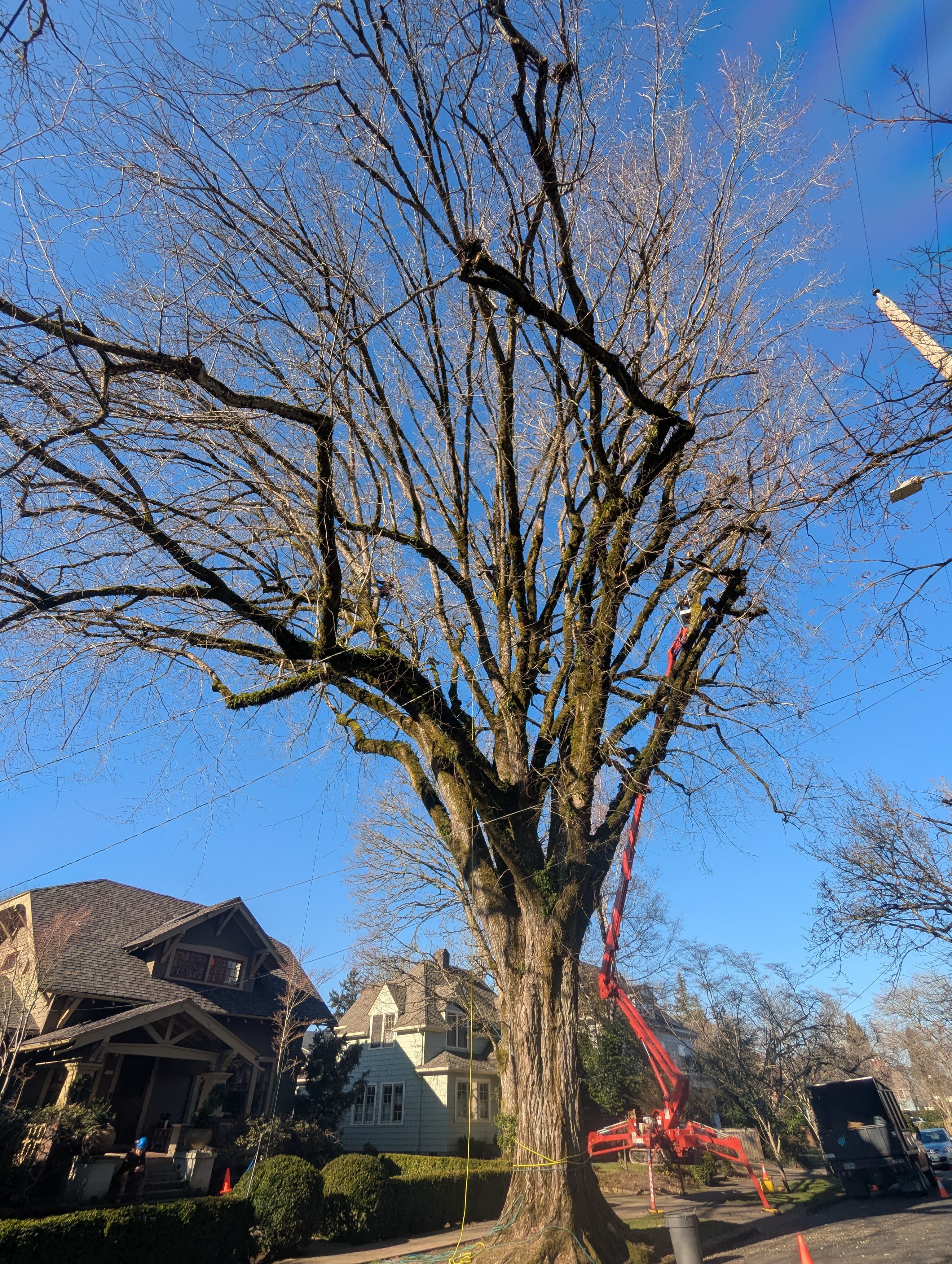 Tree pruning and crown maintenance in Portland, Oregon
