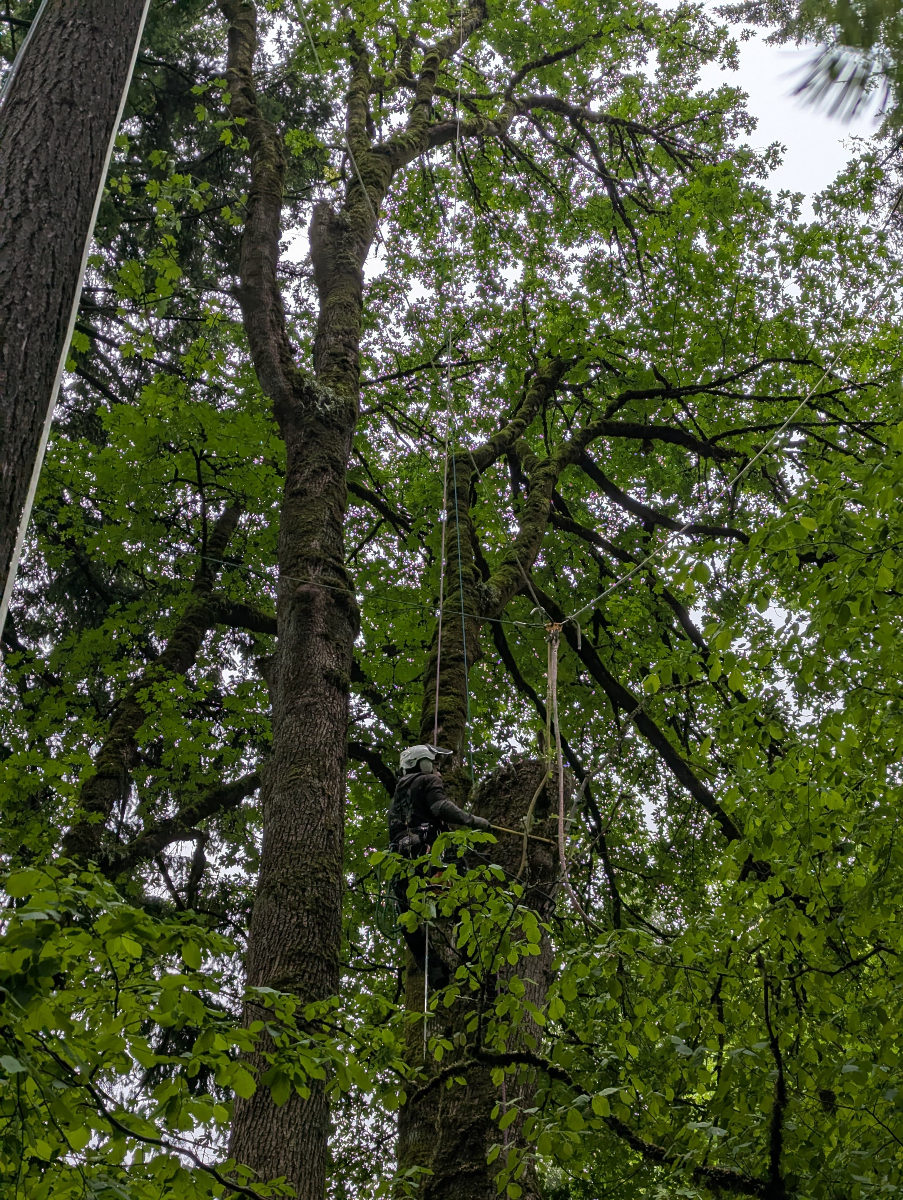 Technical tree removal in Clackamas County
