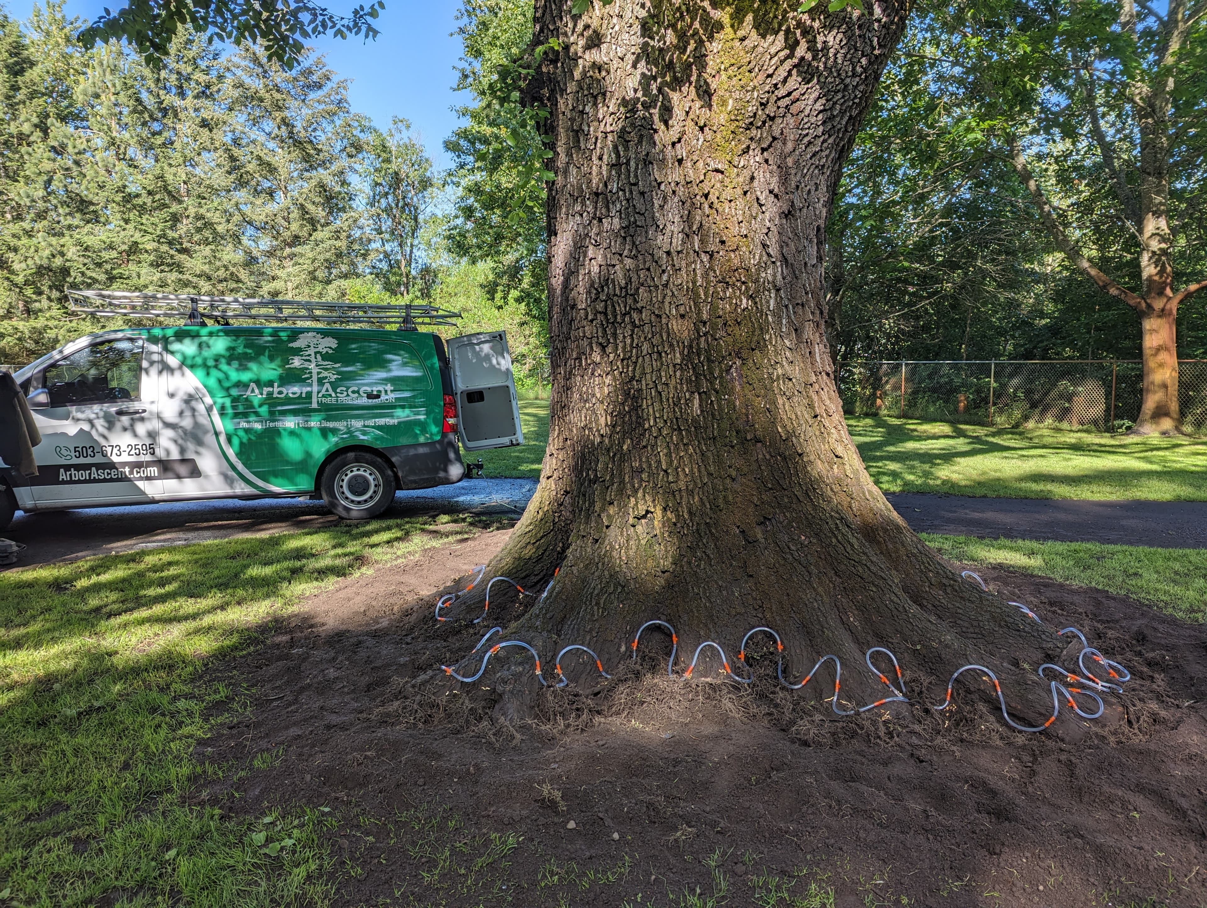 Plant health care assessment in Lake Oswego